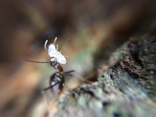 香港大學的一項共同研究發現，白蟻其實有助減輕因氣候變化造成乾旱所帶來的不利影響，